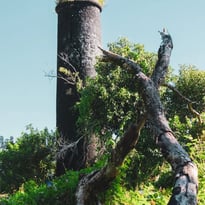 Visite de la cheminée Morange et des vestiges de l'usine sucrière de Sainte-Anne