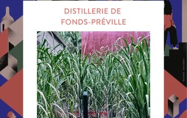 Chasse au trésor à la Distillerie de Fonds-Préville - Rhum J.M