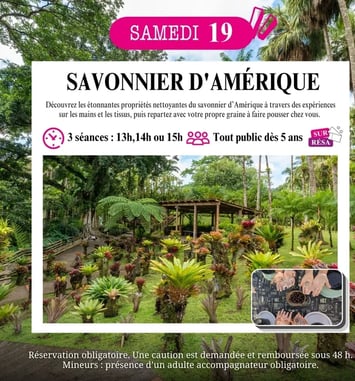 Découverte du savonnier d'Amérique
