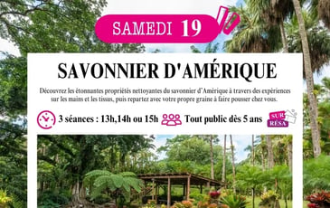 Découverte du savonnier d'Amérique