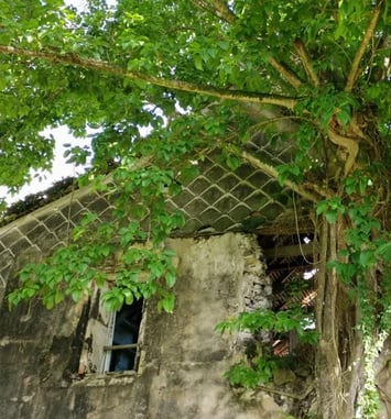 Visite commentée de l'Habitation Dufferet